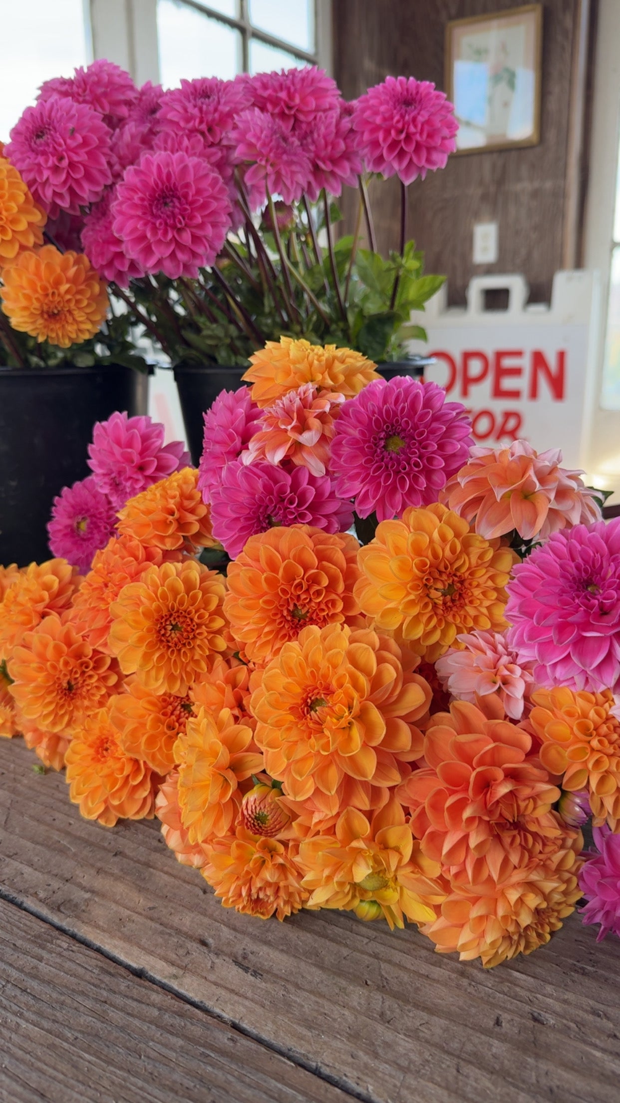 Dahlia CSA