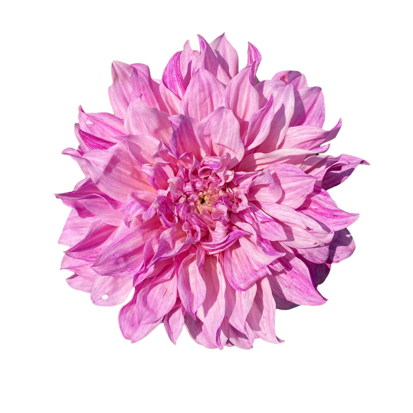 Mixed Dinner Plate Dahlia Bouquet