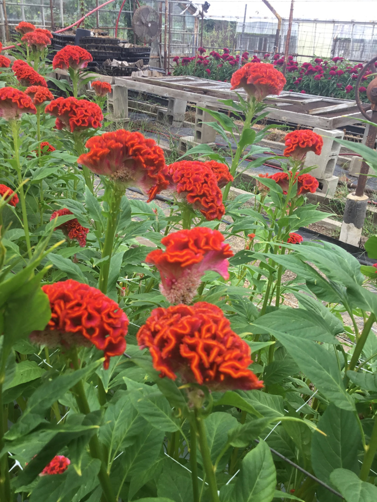 Red-Orange Cockscomb Bouquet | 10 Stems