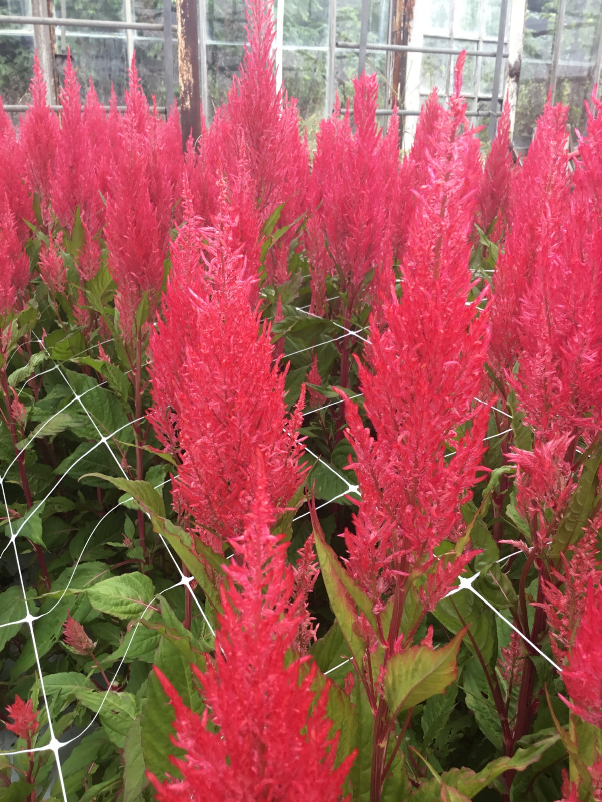 Pink Celosia Bouquet | 10 Stems
