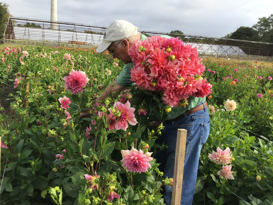 Behind the Blooms