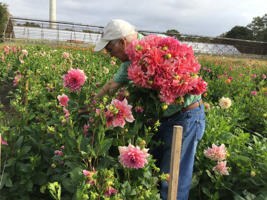 Behind the Blooms