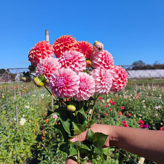 Coral Dahlia Bouquet
