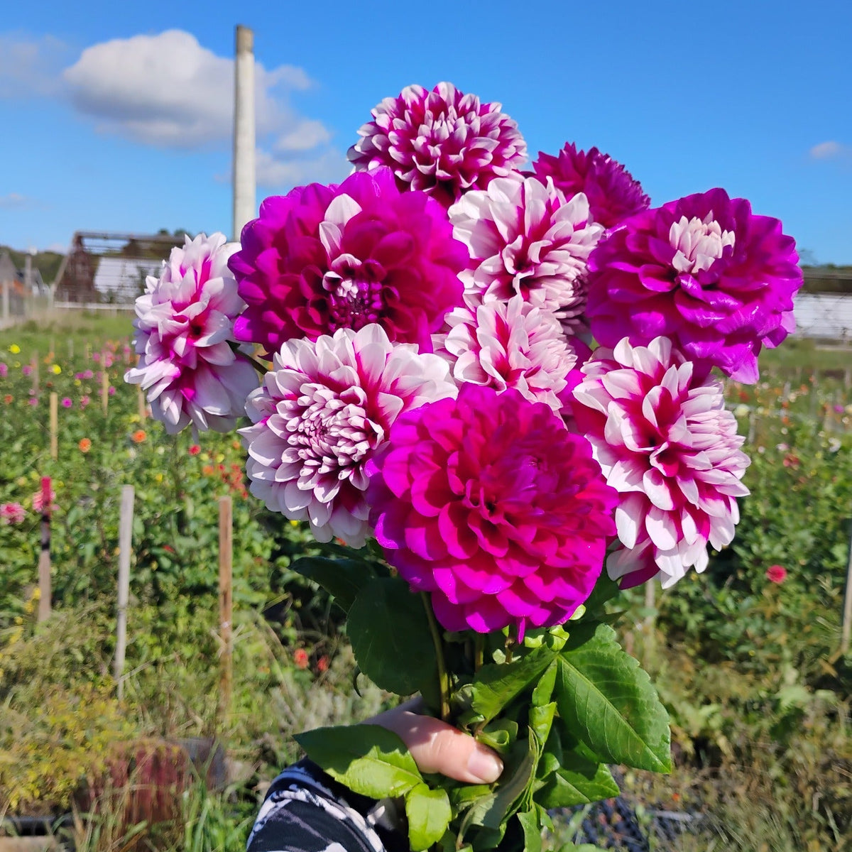 Pink Mix Dahlia Bouquet
