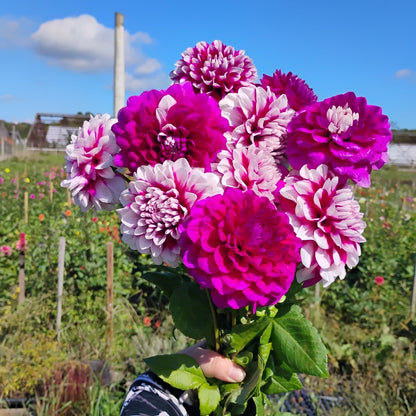 Pink Mix Dahlia Bouquet