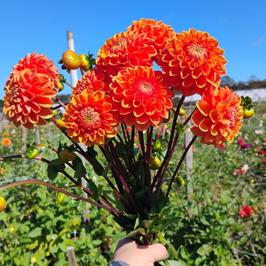 Orange Dahlia Bouquet