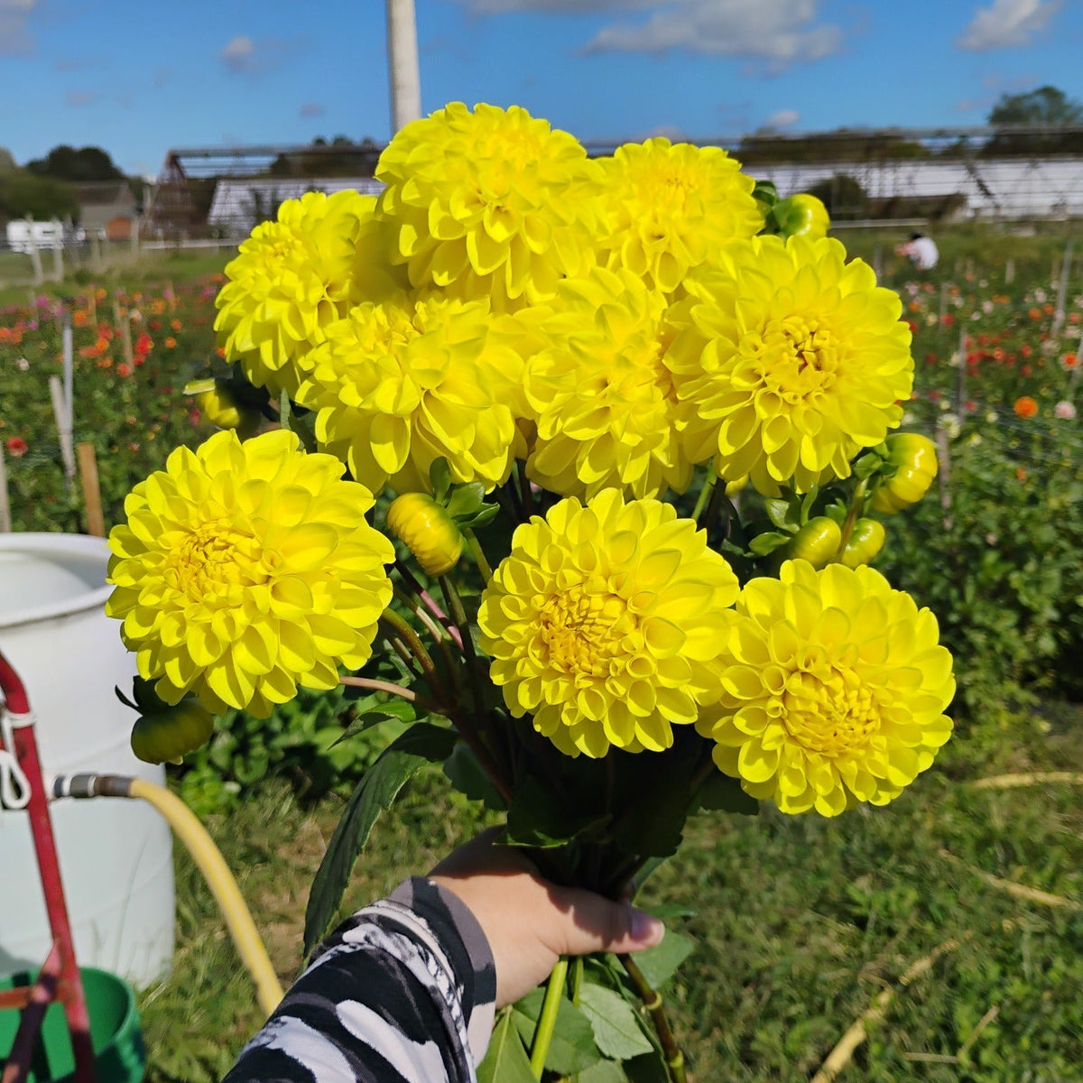 Yellow Dahlia Bouquet