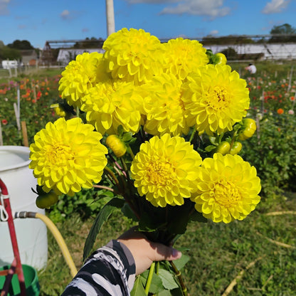 Yellow Dahlia Bouquet