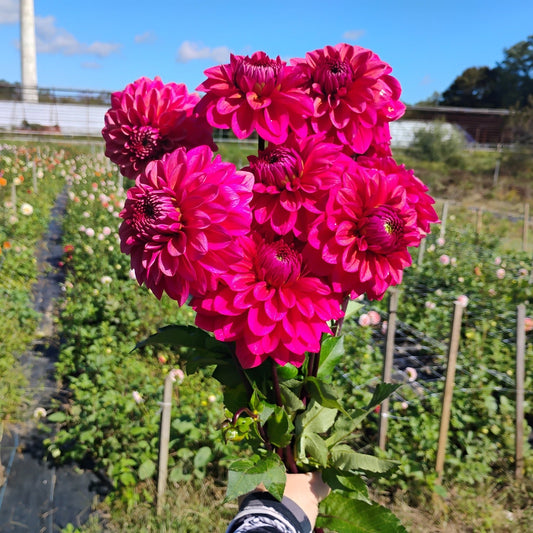 Magenta Dinner Plate Dahlia Bouquet
