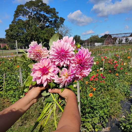 Blush Dinner Plate Dahlia Bouquet