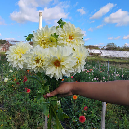 Ivory Dinner Plate Dahlia Bouquet