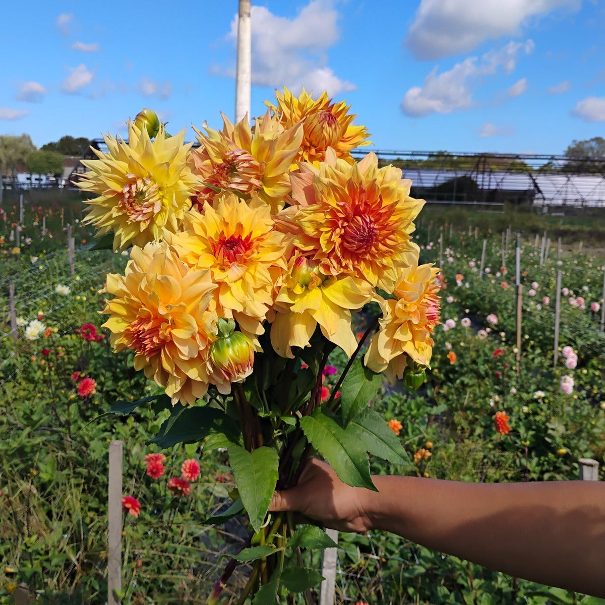 Golden Dinner Plate Dahlia Bouquet