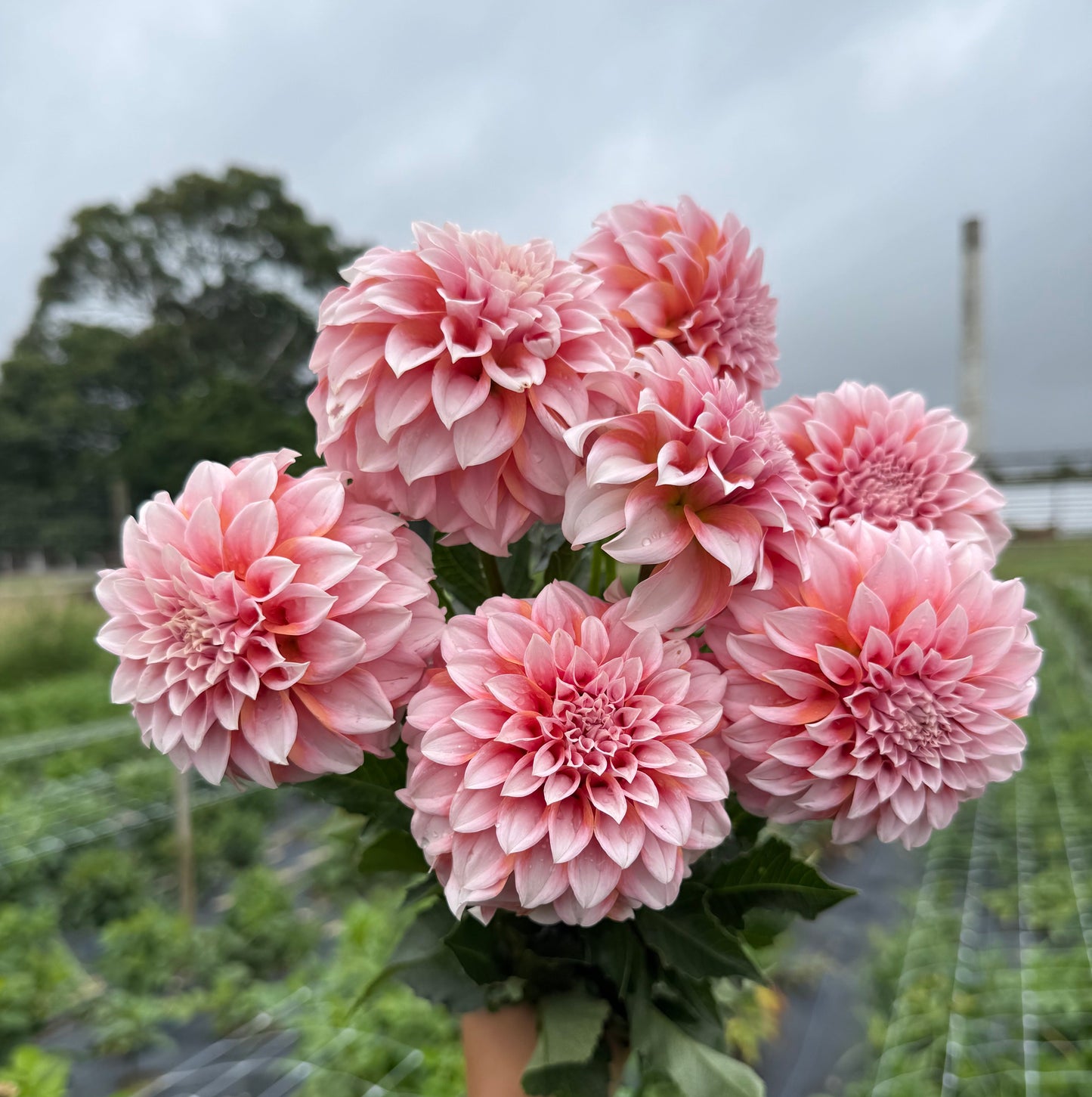 Peaches Dahlia Bouquet