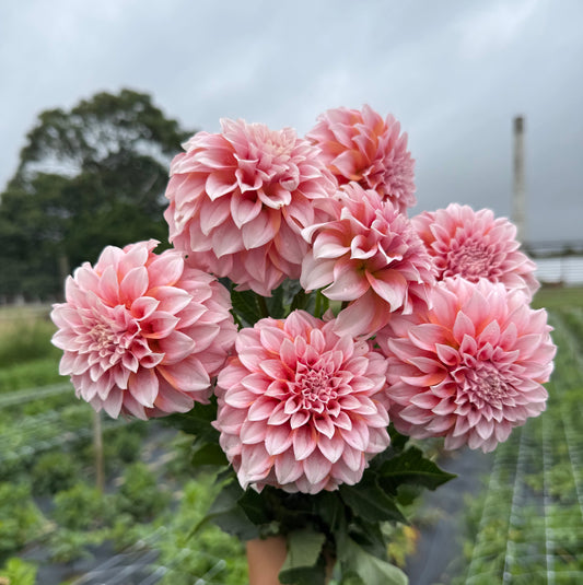 Peaches Dahlia Bouquet