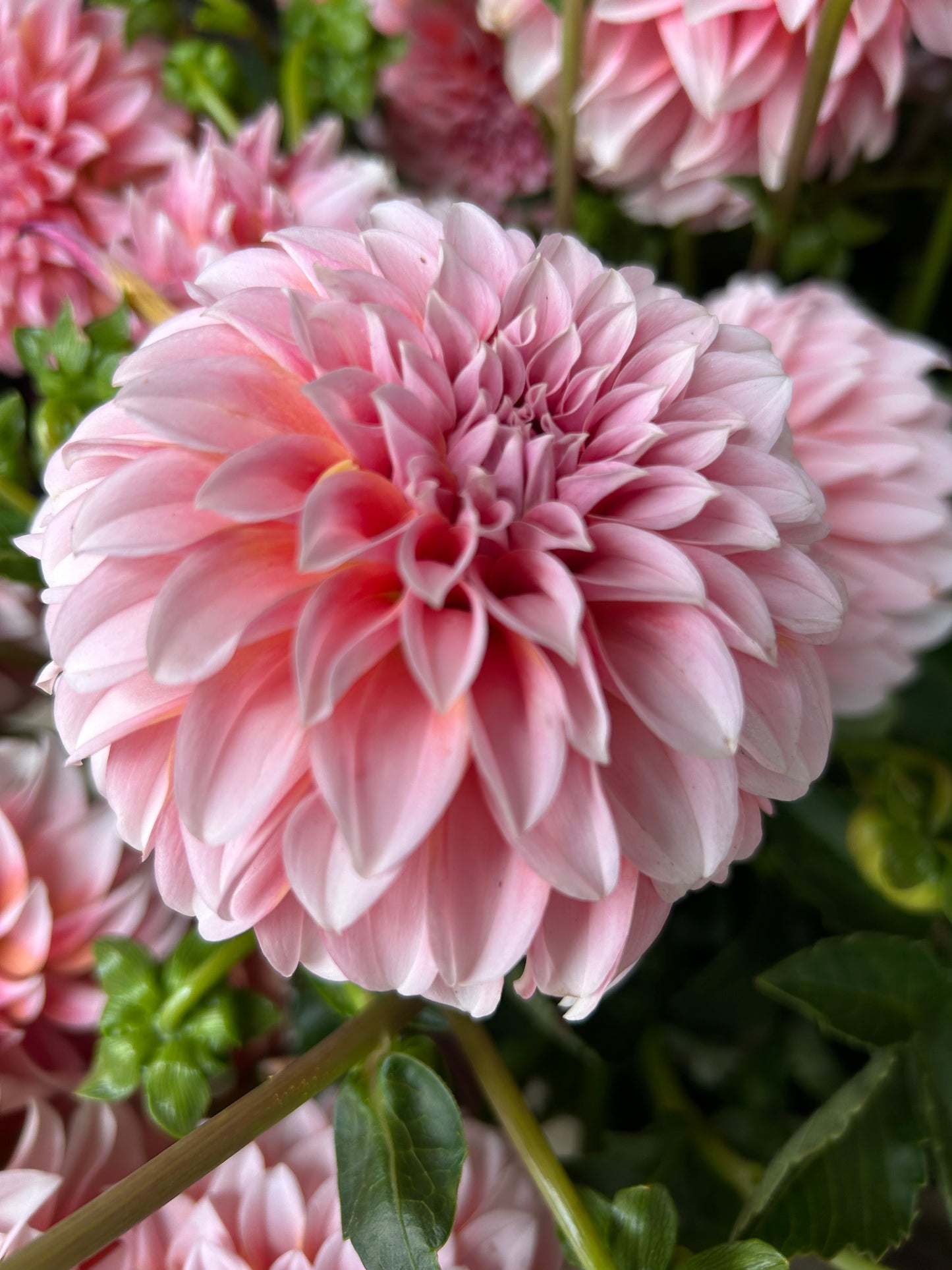 Dahlia CSA