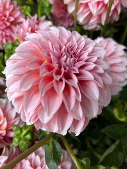 Dahlia CSA
