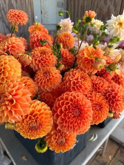 Dahlia CSA