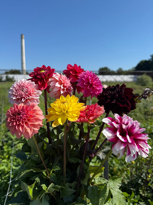 Mixed Dahlia Bouquet