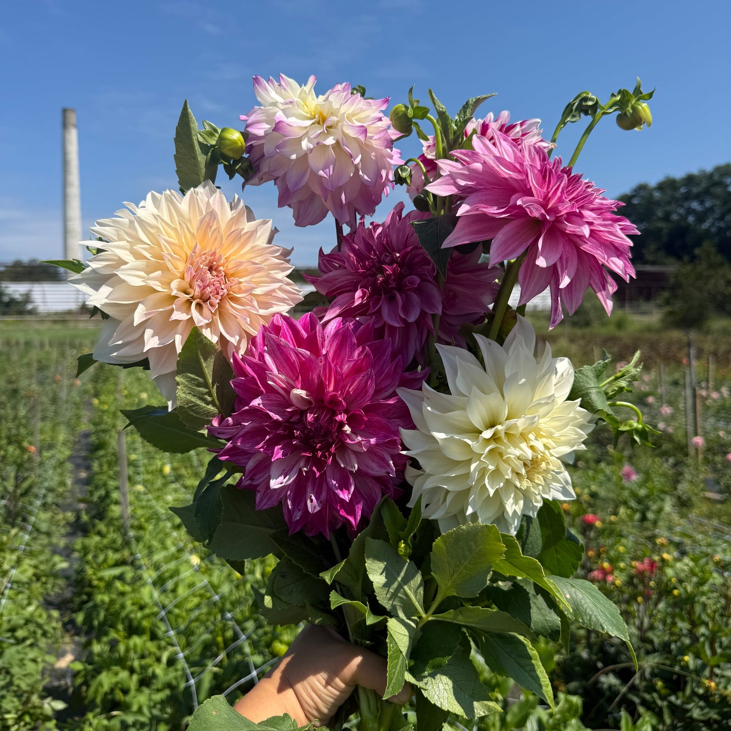 Mixed Dinner Plate Dahlia Bouquet