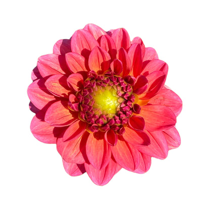 Salmon Runner Dahlia Bouquet