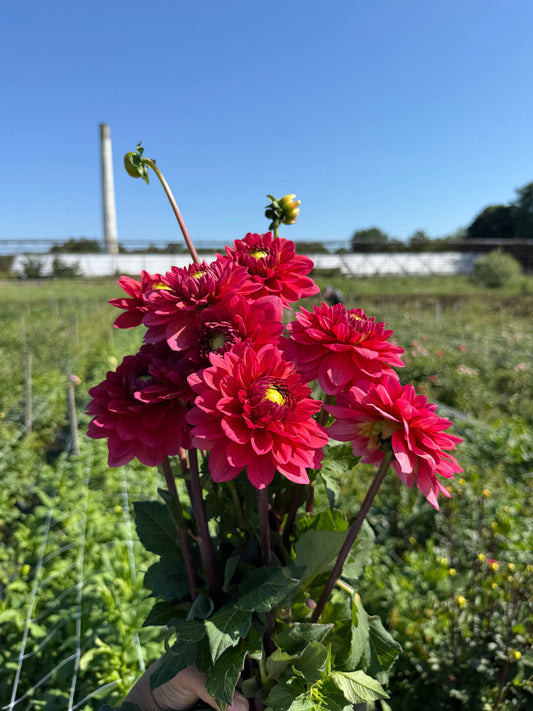 Salmon Runner Dahlia Bouquet