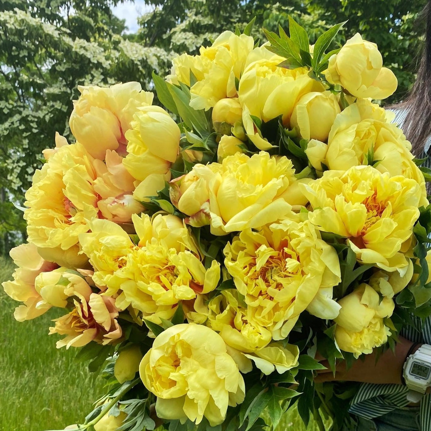 Garden Treasure Peony (Itoh)