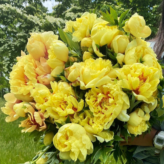 Garden Treasure Peony (Itoh)