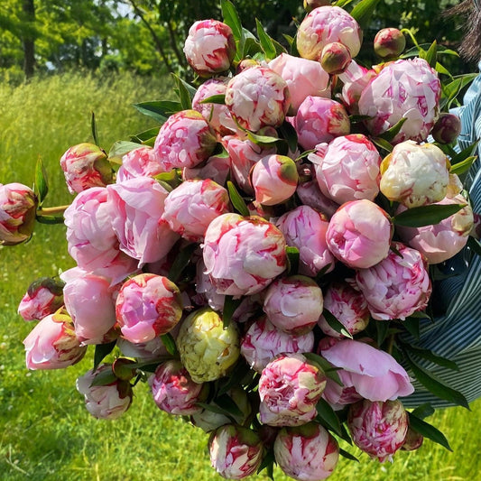 Sarah Bernhardt Peony