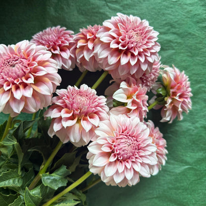 Peaches Dahlia Bouquet