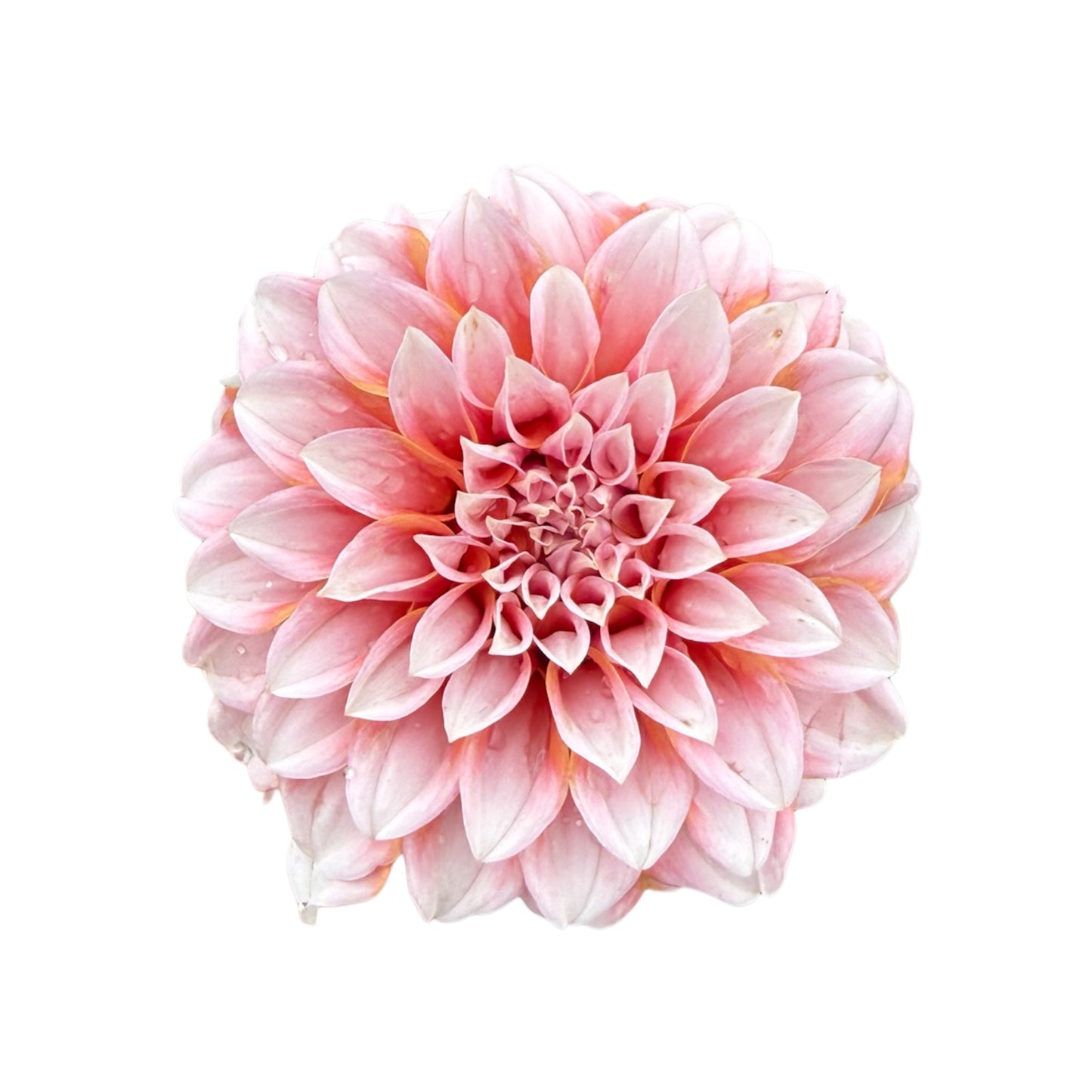 Peaches Dahlia Bouquet