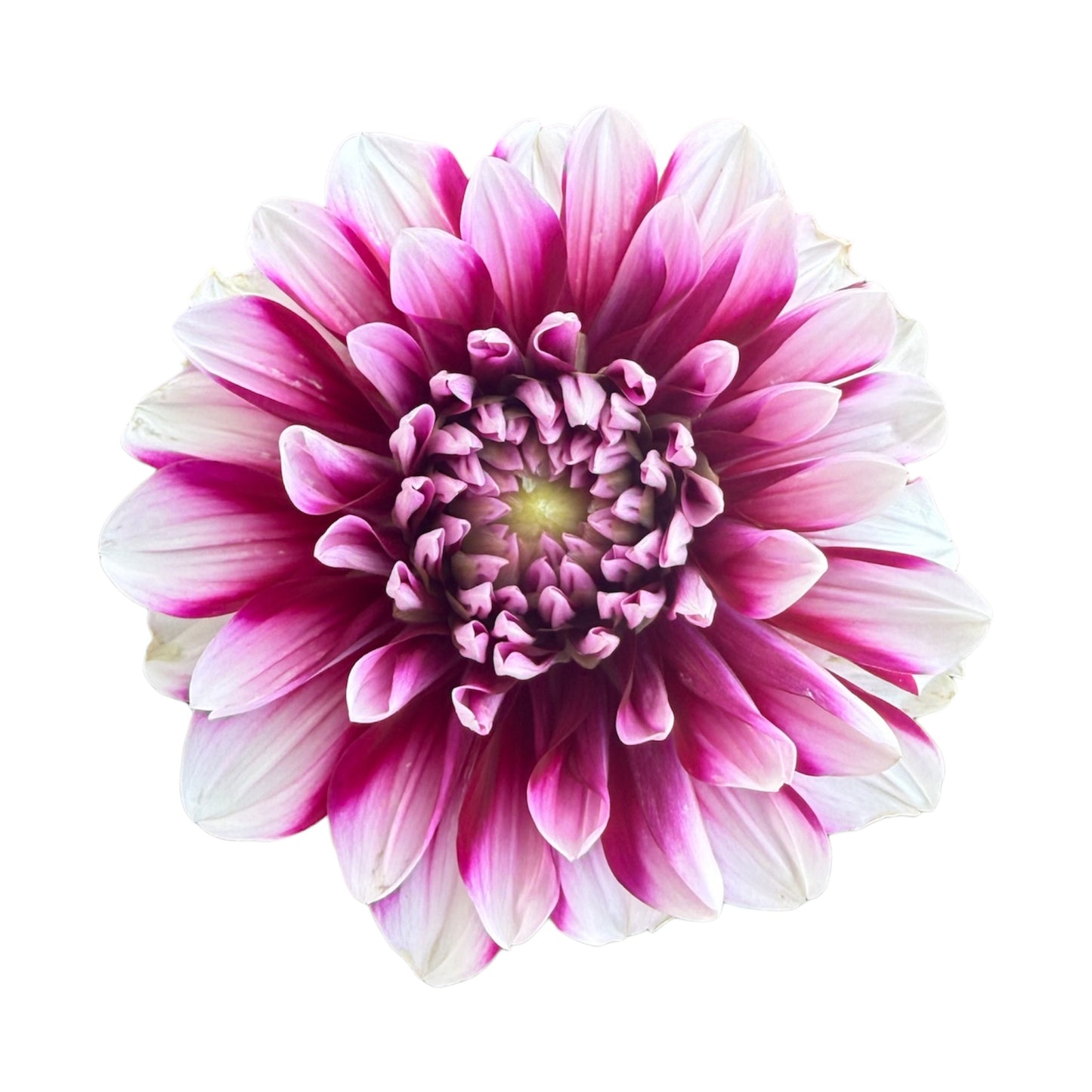 Patches Dahlia Bouquet