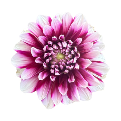 Patches Dahlia Bouquet