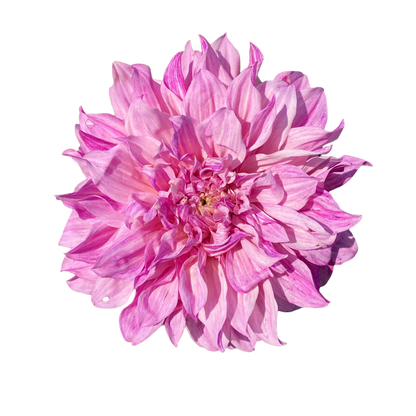 Mixed Dinner Plate Dahlia Bouquet