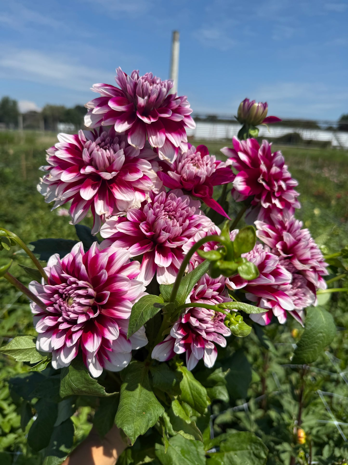 Patches Dahlia Bouquet