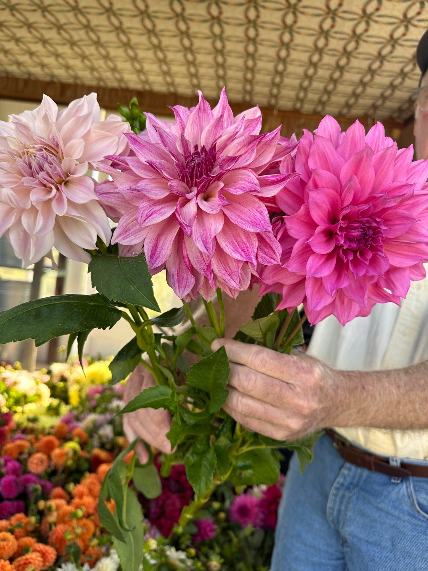 Dahlia CSA