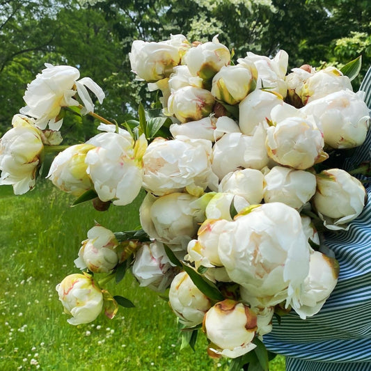Bowl of Cream Peony