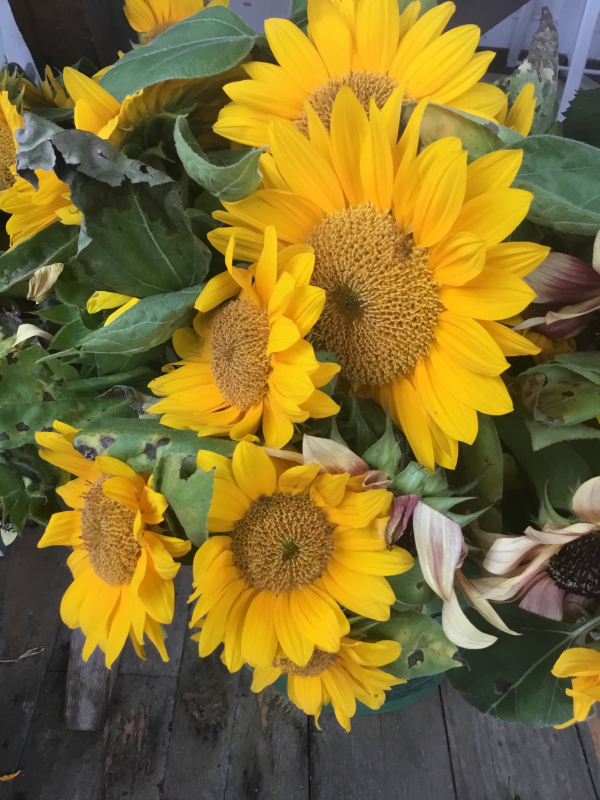Sunflower Bouquet | Fresh Local Flowers