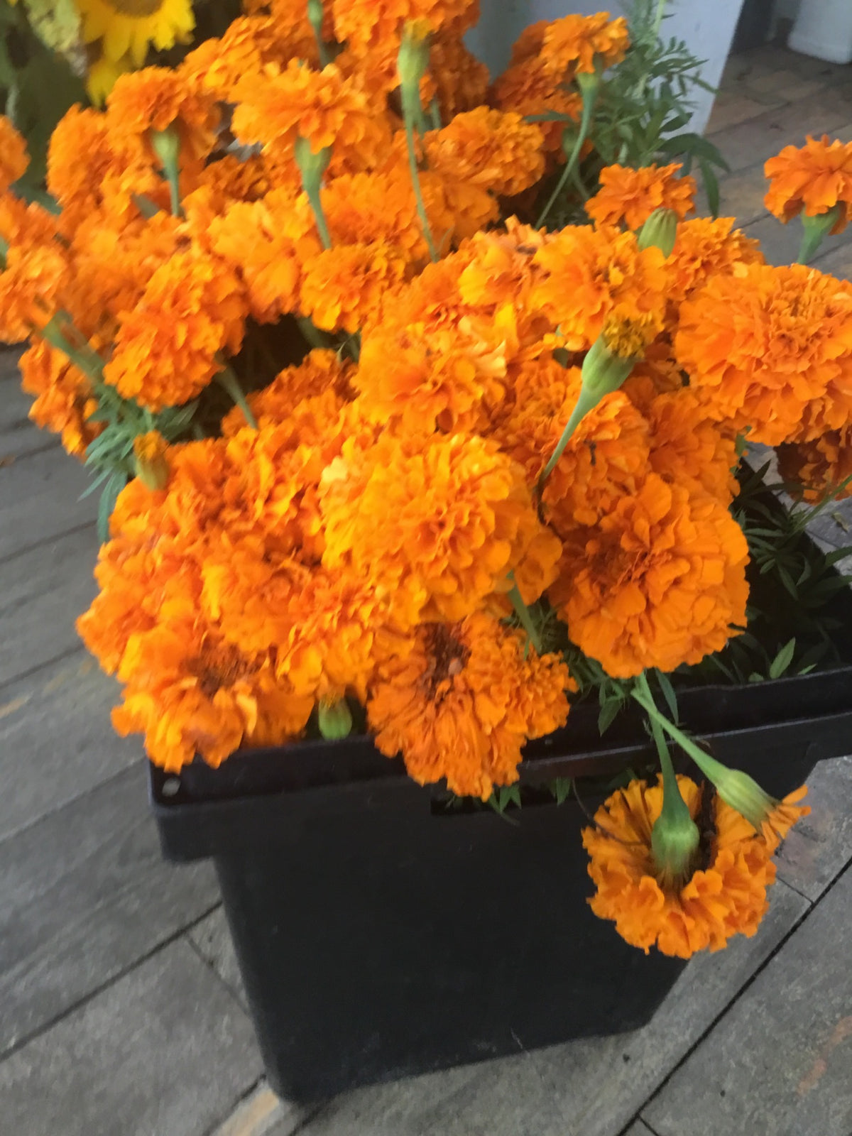 Orange Marigold Bouquet | 10 Stems