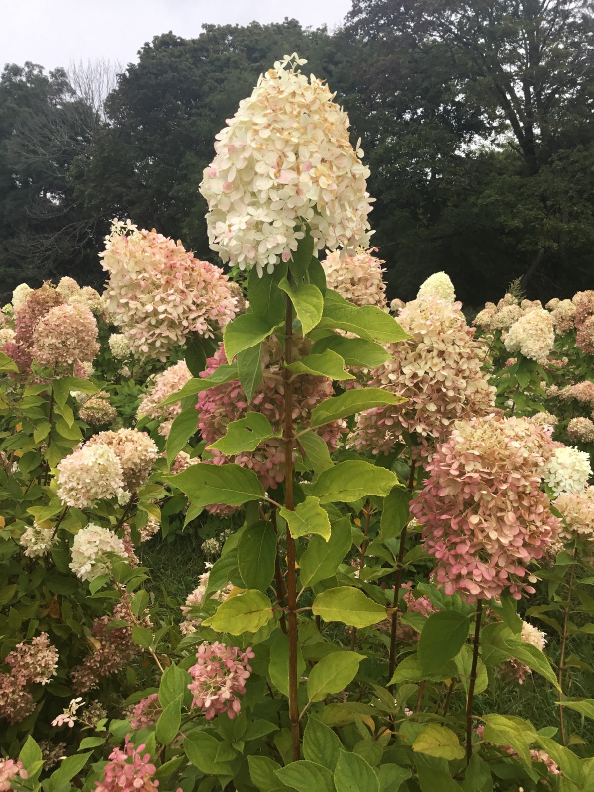 Panicle Hydrangea Bouquet | 10 Stems