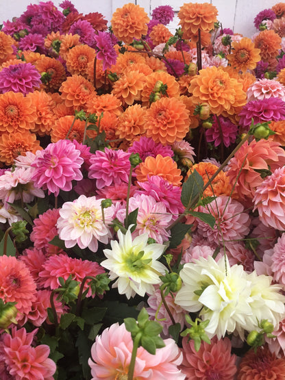 Mixed Dahlia Bouquet | 10 Stems | Fresh Local Flowers