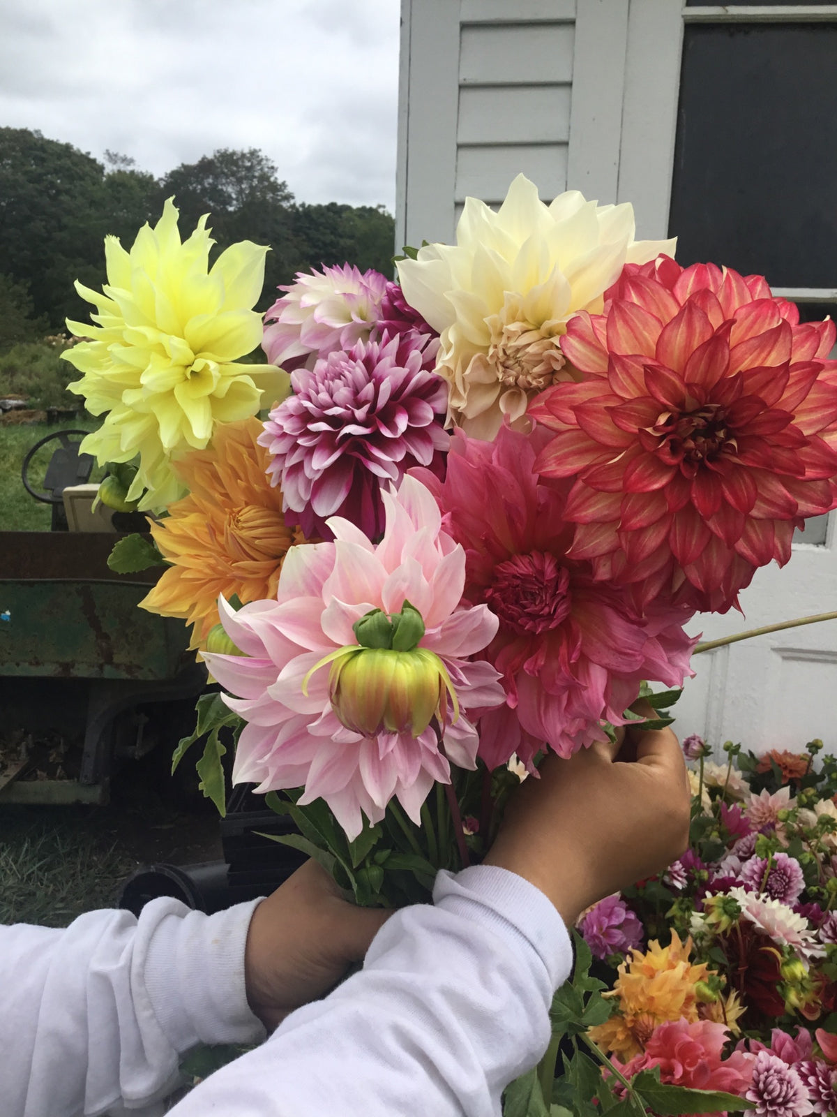 Mixed Dahlia Bouquet | 10 Stems | Fresh Local Flowers