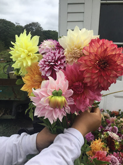 Mixed Dahlia Bouquet | 10 Stems | Fresh Local Flowers