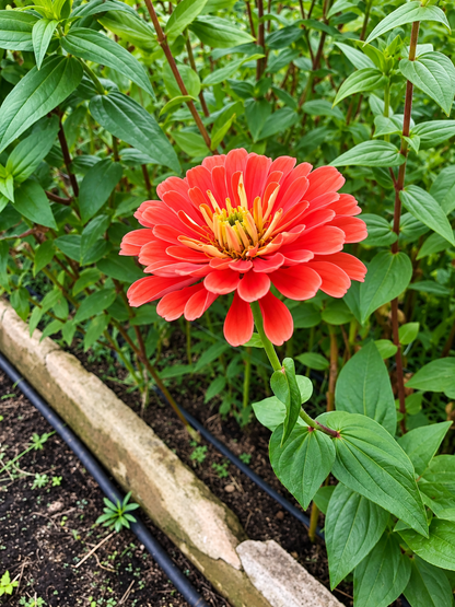Coral Zinnia Bouquet | Fresh Local Flowers